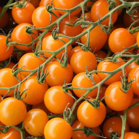 Semințe Roșii - Seminte rosii Cherry portocaliu 0.2 grame - Florian