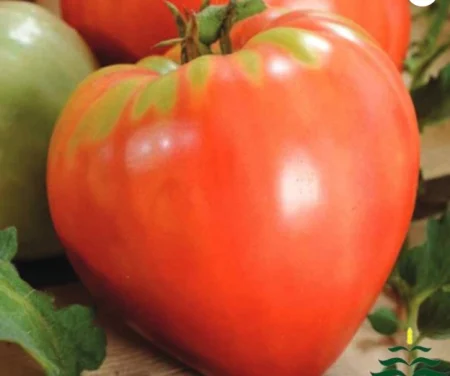 Semințe Roșii - Seminte rosii Inima Gigant roz de bivol (Volovsko Srce) 1 gr