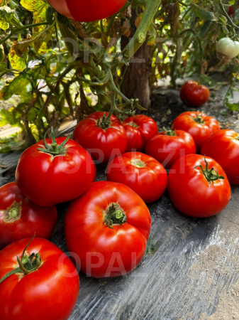 Produse - Semințe roșii Naslada F1 - 1g Opal