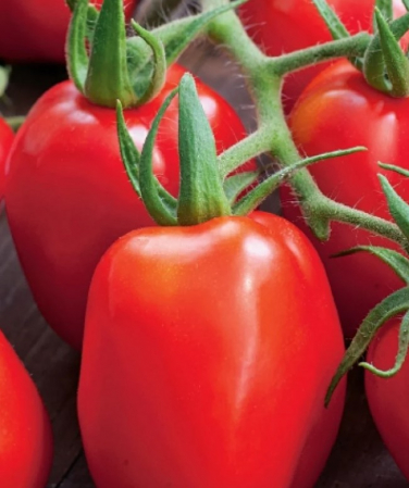 Semințe Roșii - Seminte rosii Roma 5 gram