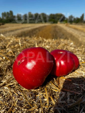 Semințe Roșii - Semințe roșii Rozova Maghia (Magie roz) - 0.2g
