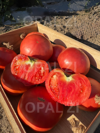 Produse - Semințe roșii Rozova Maghia - 1g