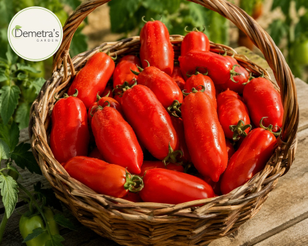 Produse - Seminte rosii San Marcano (San Marzano) 0.5 grame