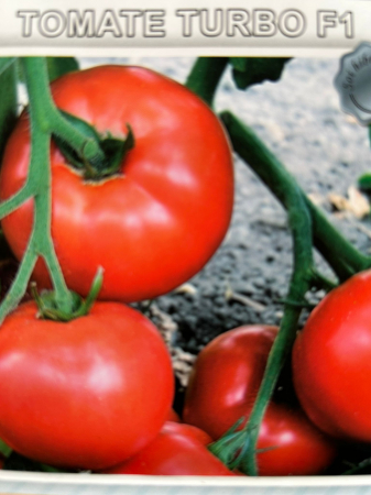Semințe Roșii - Seminte rosii Turbo F1 1g