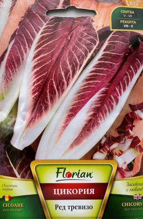 Semințe de Salată - Seminte Salata Cicoare alungită  3 grame