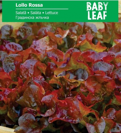 Produse - Seminte Salata creata rosie Lollo Rossa - baby leaf , 5 grame