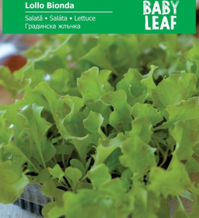 Produse - Seminte Salata creata alba Lollo Bionda - baby leaf - 5 grame