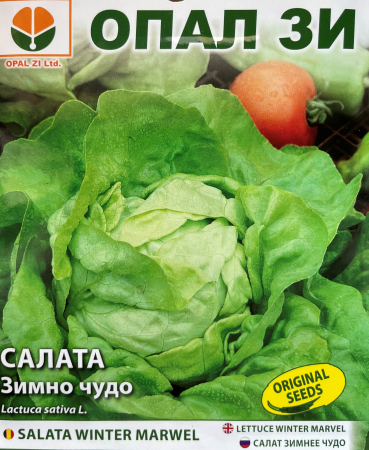 Semințe de Salată - Seminte salata Winter marwel (Minunea Iernii) - 2 g