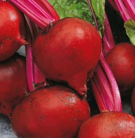 Semințe de Sfeclă - Seminte Sfecla Detroit (sfecla de salata), 5 grame
