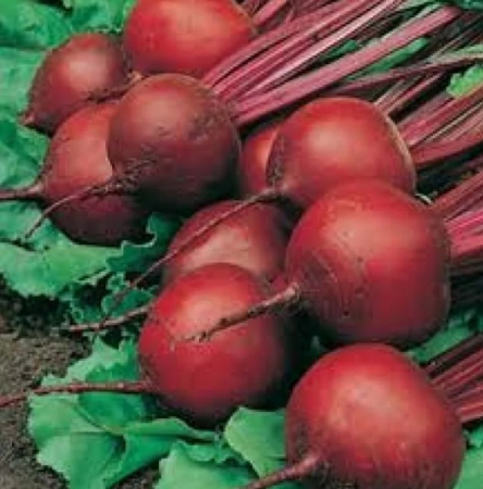 Semințe de Sfeclă - Seminte Sfecla Bikores, 5 grame