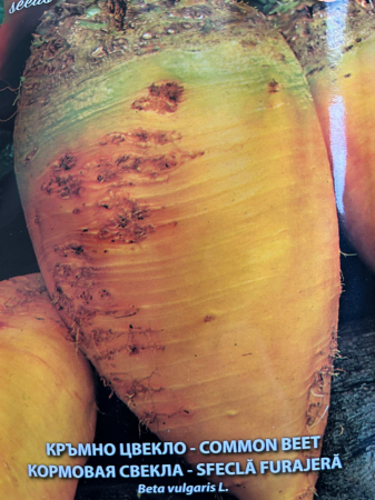 Semințe de Sfeclă - Seminte Sfecla Furajera 25 grame