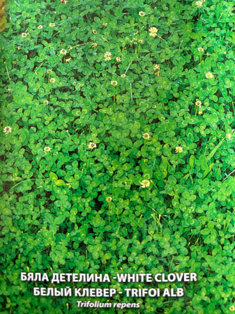 Seminte Trifoi alb 50 grame [1]