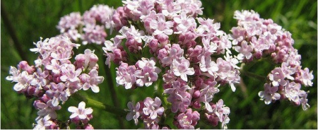 Produse - Seminte Valeriana