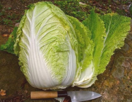 Semințe de Varză - Seminte varza chinezeasca HILTON 1 gram