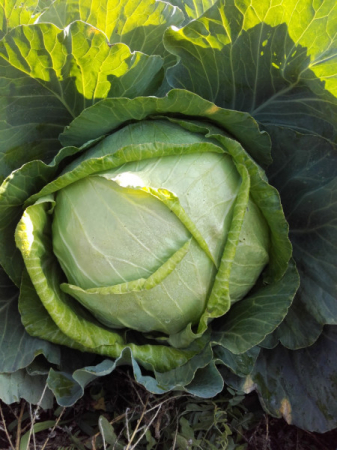 Semințe de Varză - Seminte Varza Muntenia 2 grame