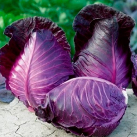 Semințe de Varză - Seminte Varza Kalibos (roșie,lunguiață) 2 grame