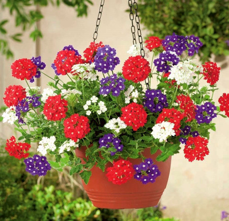 Semințe de Flori - Seminte Verbena Curgatoare Pendula