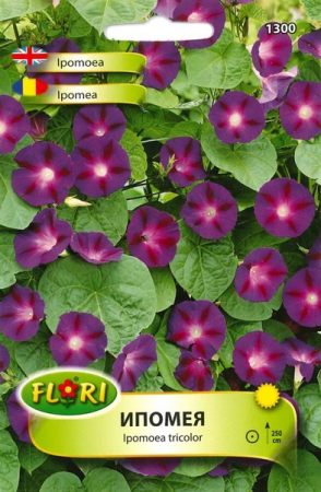 Produse - Seminte Zorele albastre-violet