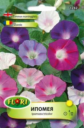 Semințe de Flori - Seminte Zorele Ipomea