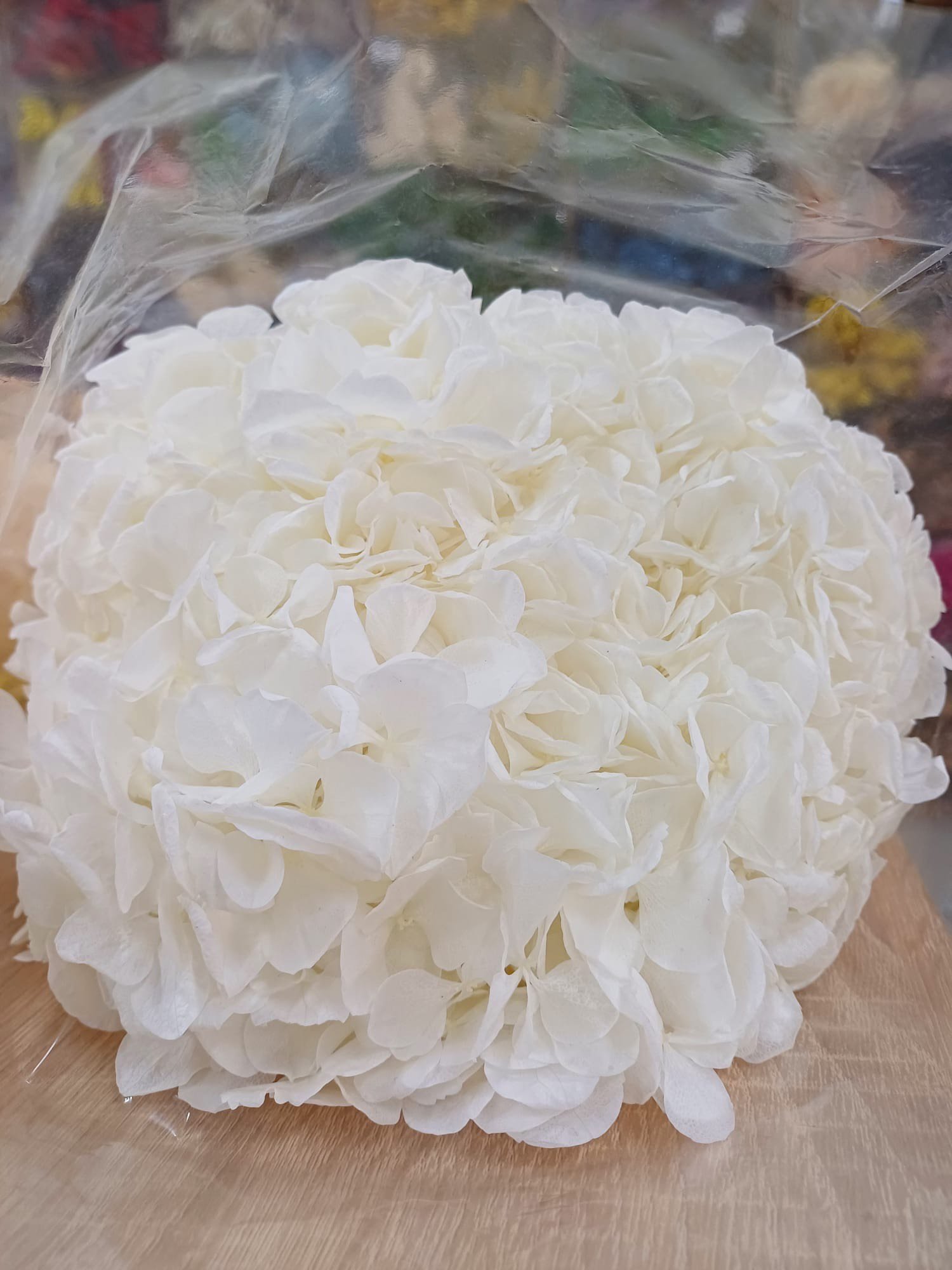 HORTENSIE CRIOGENATA