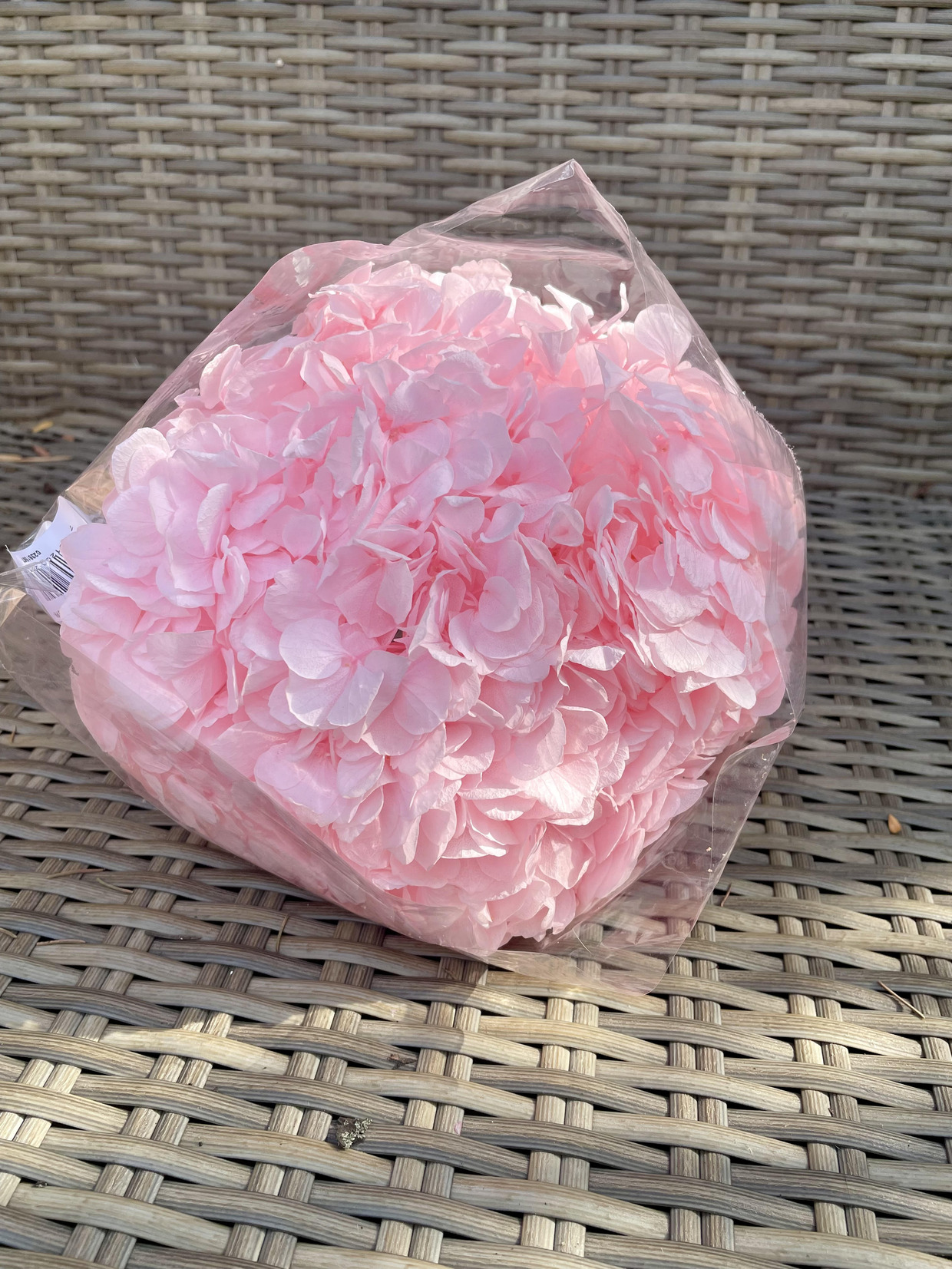 HORTENSIE CRIOGENATA