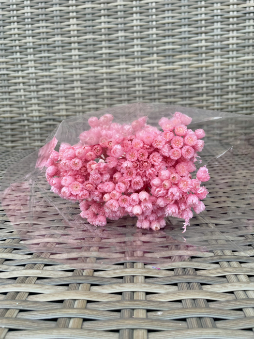 Helichrysum italicum roz [1]