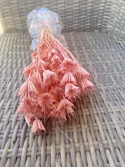 Nigella peach [1]