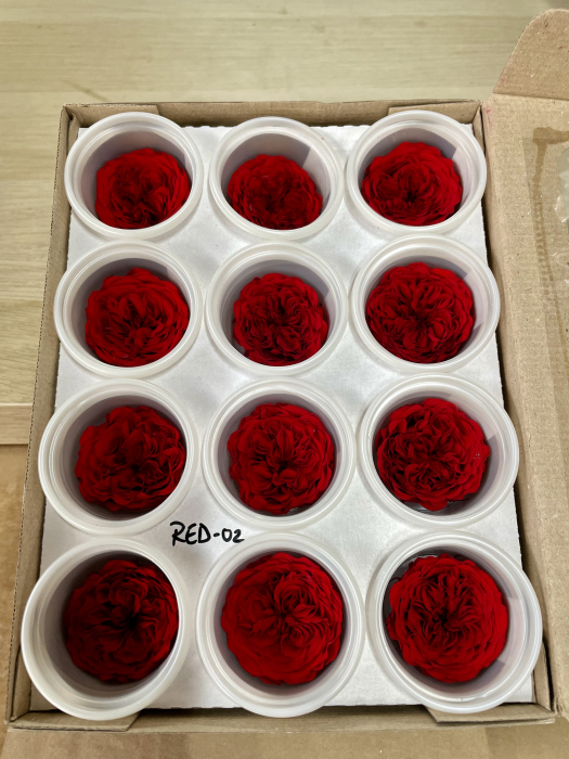 MINI AL RED-02 [1]
