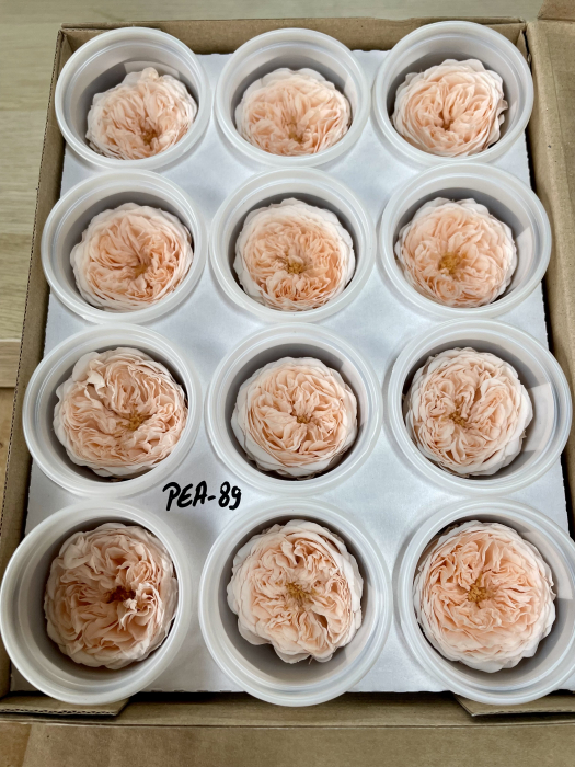 MINI AL PEA-89 [1]