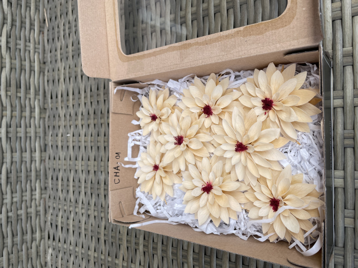 DALIA CHA-01 [1]