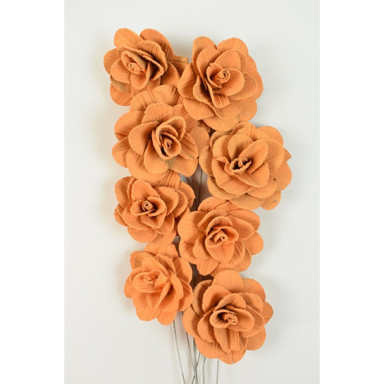Akacia portocalie 6 cm [1]