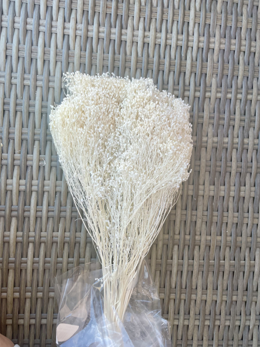 Broom bloom ALB [2]