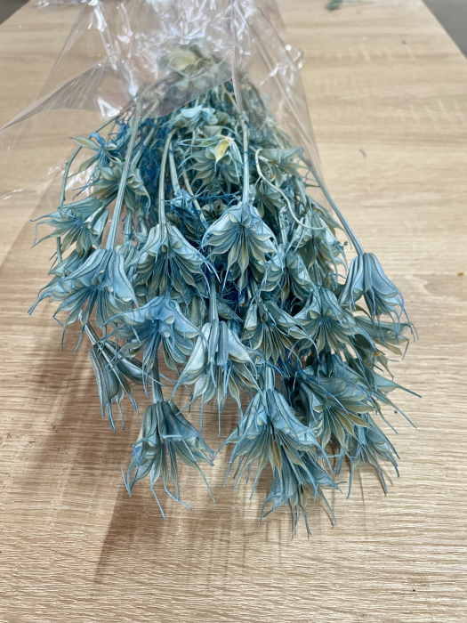 Nigella albastra [1]