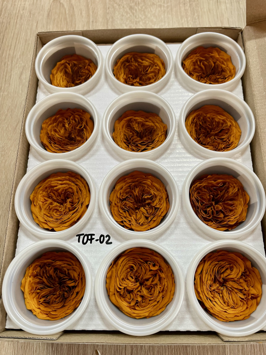 MINI AL TOF-02 [1]