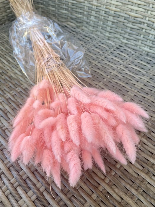 Lagurus rosa chiaro [1]
