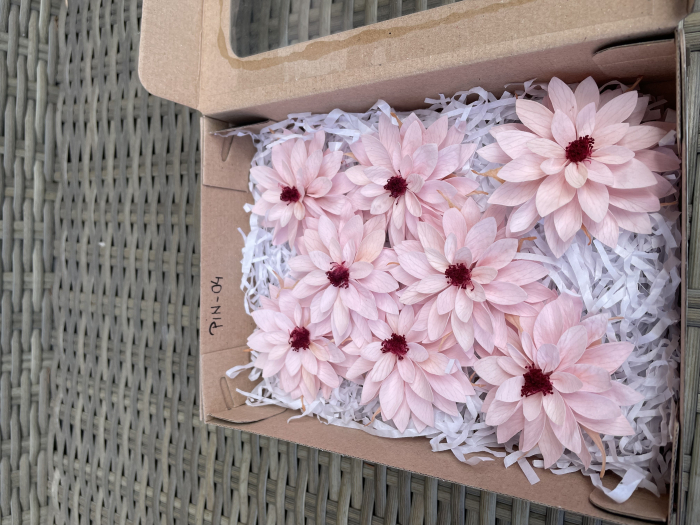 DALIA PIN-04 [1]