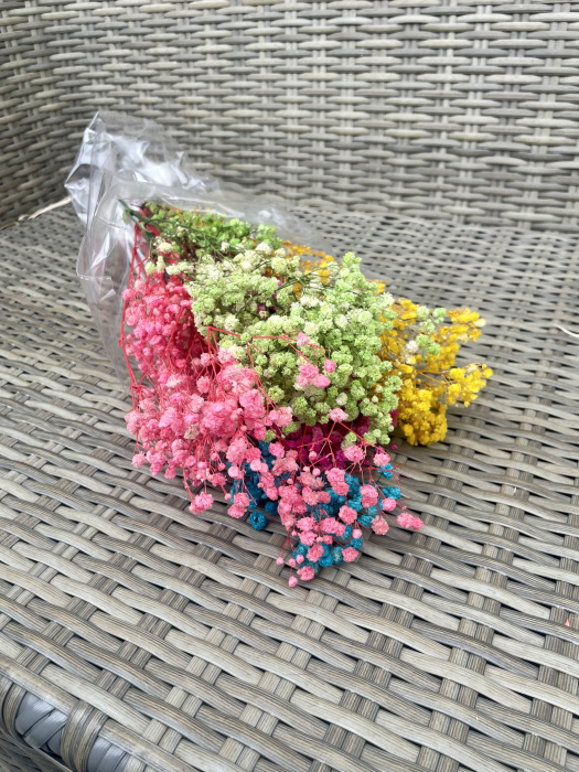 Gypsophila rainbow [2]