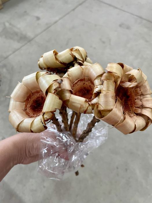 Protea tip margareta [1]