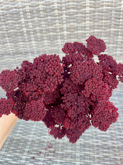 Achilleea bordeaux/grena [2]