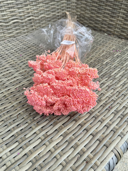 Achilleea rosa chiaro [1]