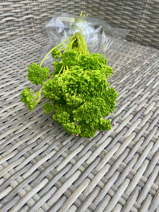 Achilleea verde deschis [1]
