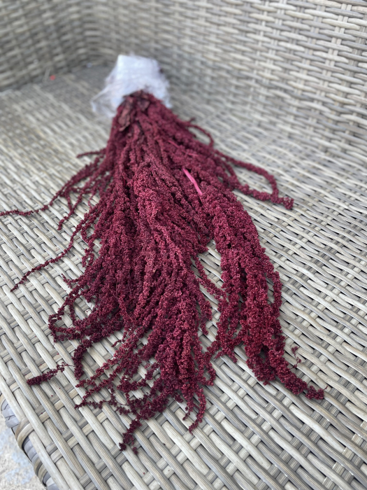 Amaranthus Grena criogenat [2]