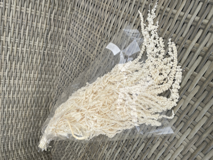Amaranthus Ivoire criogenat [2]