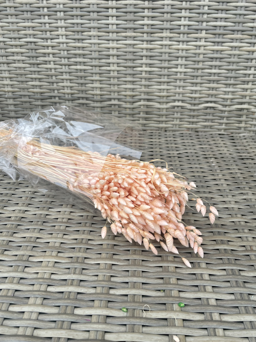 Briza maxima LIGHT PEACH [1]