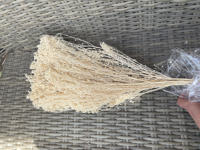 Broom Bloom crem [1]