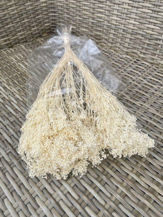 Broom bloom Ivoire [3]