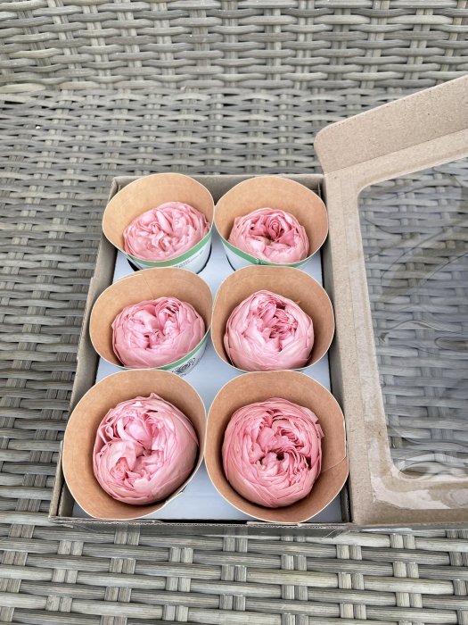 Bujori NK PIN-06 [2]