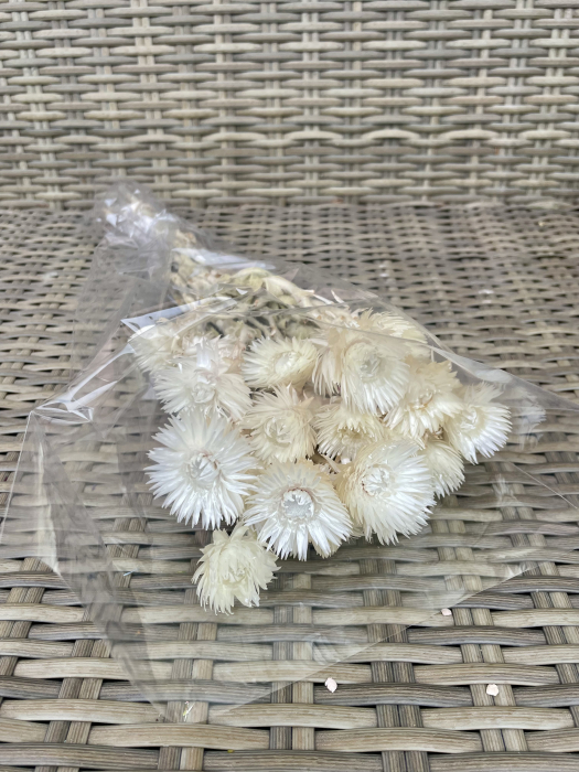 Capblumen alb [2]