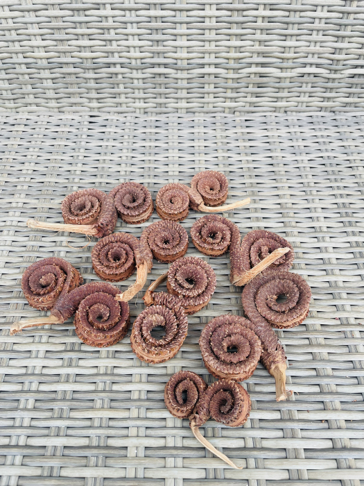 Conuri coarne de berbec [1]