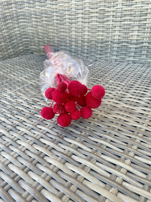 Craspedia rosie [1]